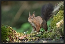 Eekhoorn, Red Squirrel, Sciurus vulgaris Location: Hof van Twente, the Netherlands eekhoorn MG 0622 kopie